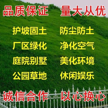 进口百慕大草坪种子狗牙根黑麦草百慕大高羊茅庭院护坡