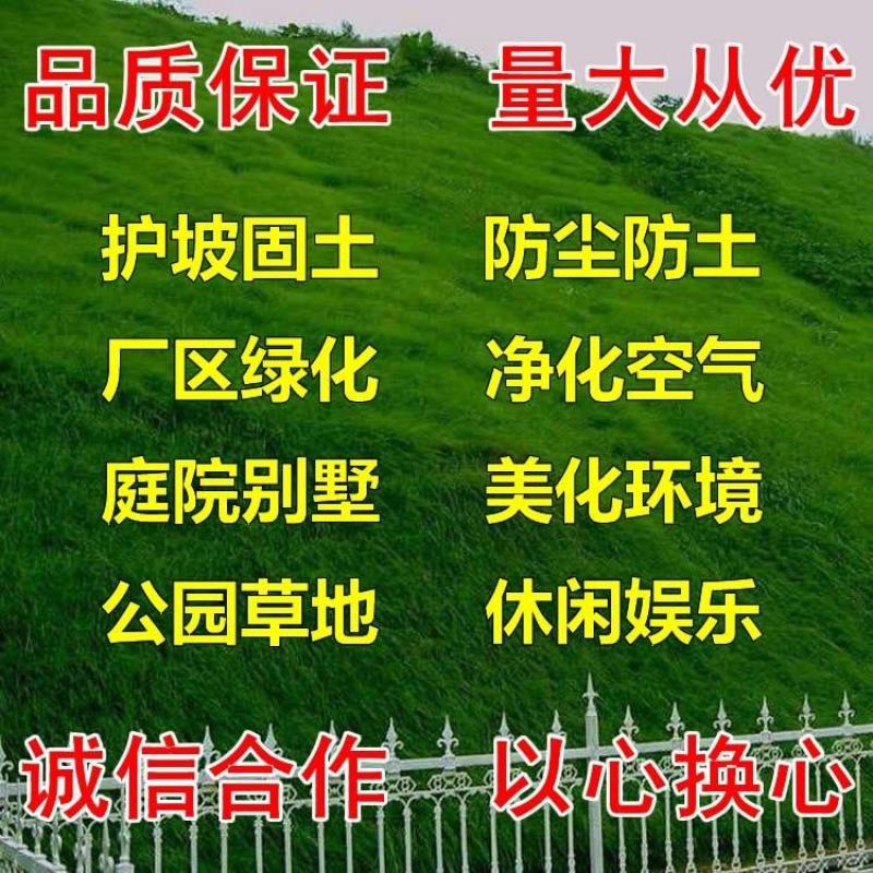 进口百慕大草坪种子狗牙根黑麦草百慕大高羊茅庭院护坡