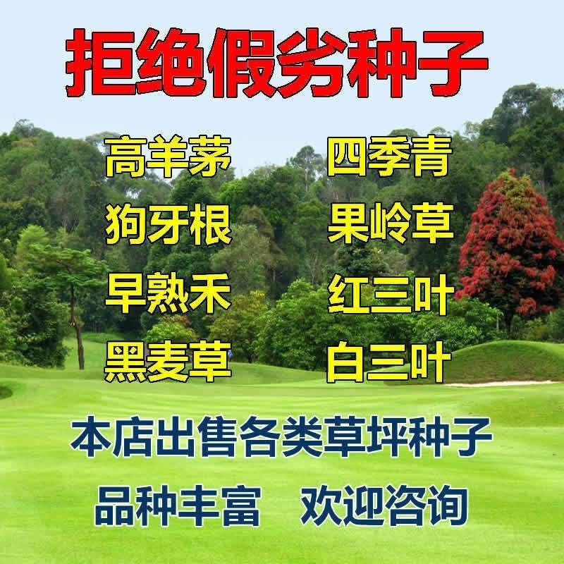 进口百慕大草坪种子狗牙根黑麦草百慕大高羊茅庭院护坡