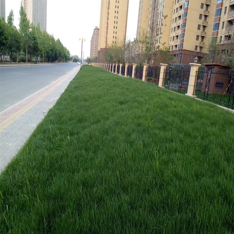 进口百慕大草坪种子狗牙根黑麦草百慕大高羊茅庭院护坡