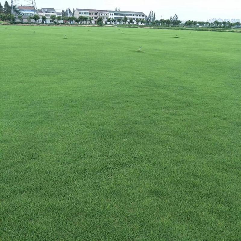进口百慕大草坪种子狗牙根黑麦草百慕大高羊茅庭院护坡