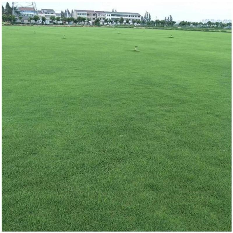 进口百慕大草坪种子狗牙根黑麦草百慕大高羊茅庭院护坡