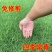 进口百慕大草坪种子狗牙根黑麦草百慕大高羊茅庭院护坡