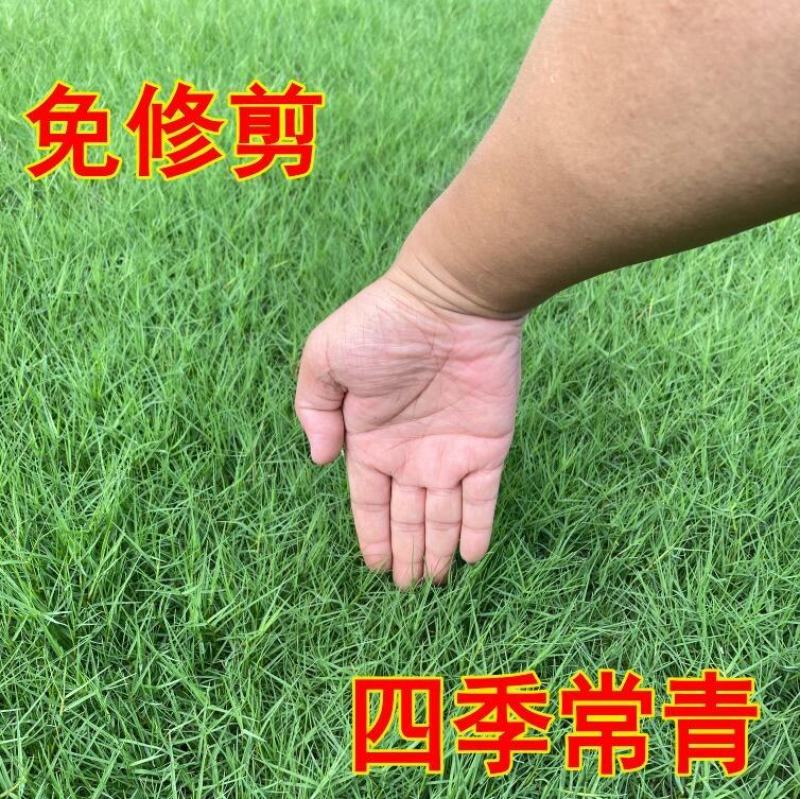 进口百慕大草坪种子狗牙根黑麦草百慕大高羊茅庭院护坡