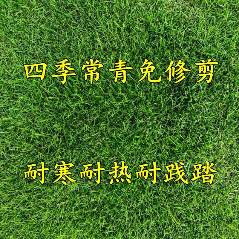 进口百慕大草坪种子狗牙根黑麦草百慕大高羊茅庭院护坡