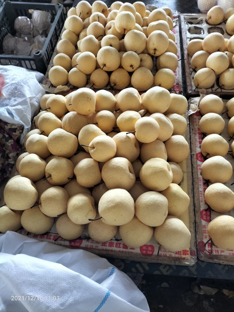 酥梨基地