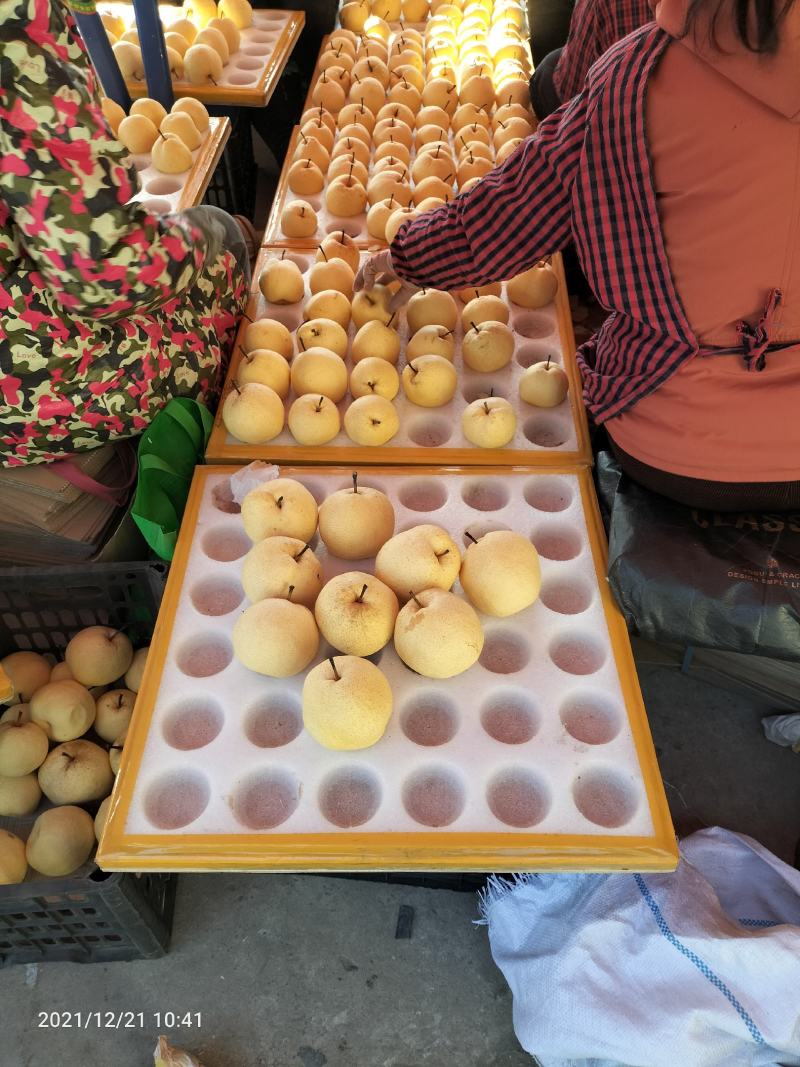 酥梨基地