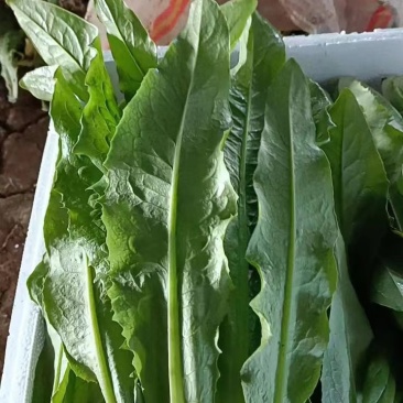 油麦