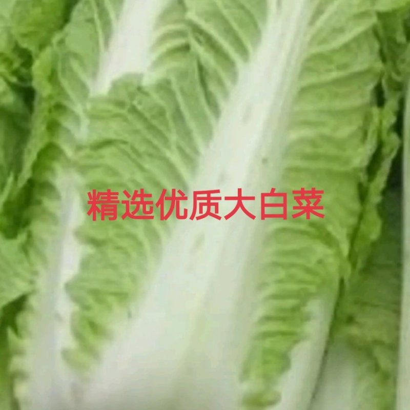 优选白菜