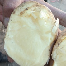 【优选土豆】甘肃土豆大量上市规格齐全口感好量大从优