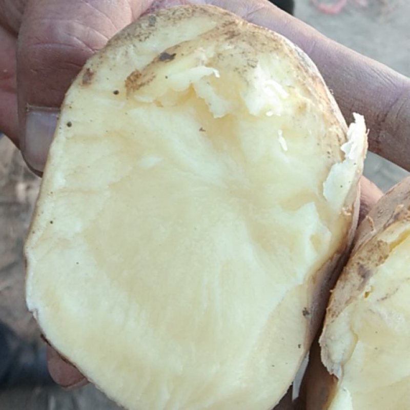 【优选土豆】甘肃土豆大量上市规格齐全口感好量大从优