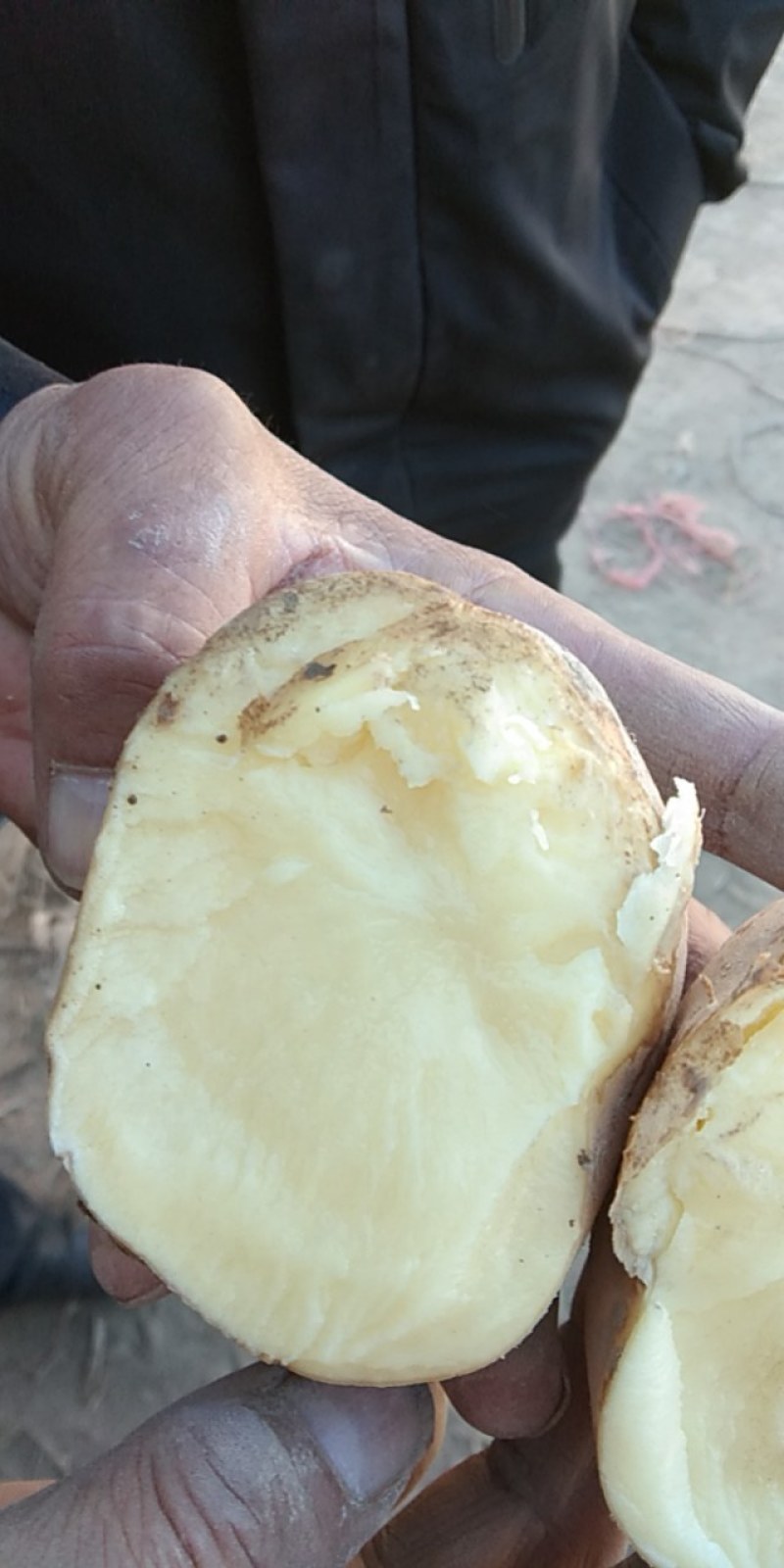 【优选土豆】甘肃土豆大量上市规格齐全口感好量大从优