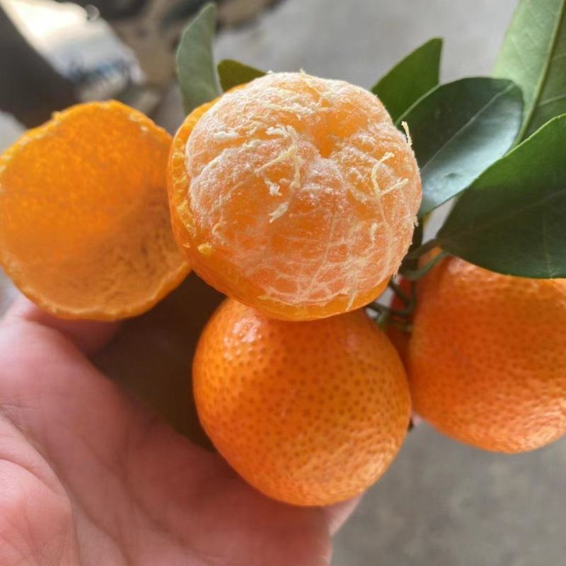 精品沙糖桔质量好皮薄甜度高口感好量大从优价格便宜