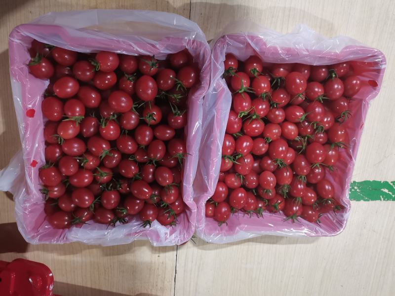 广东电白千禧圣女果产地直发，社区团购，商超，一件代发