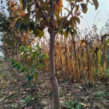正宗富平县柿子树苗，吊柿饼专用富平柿饼树苗