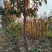 正宗富平县柿子树苗，吊柿饼专用富平柿饼树苗