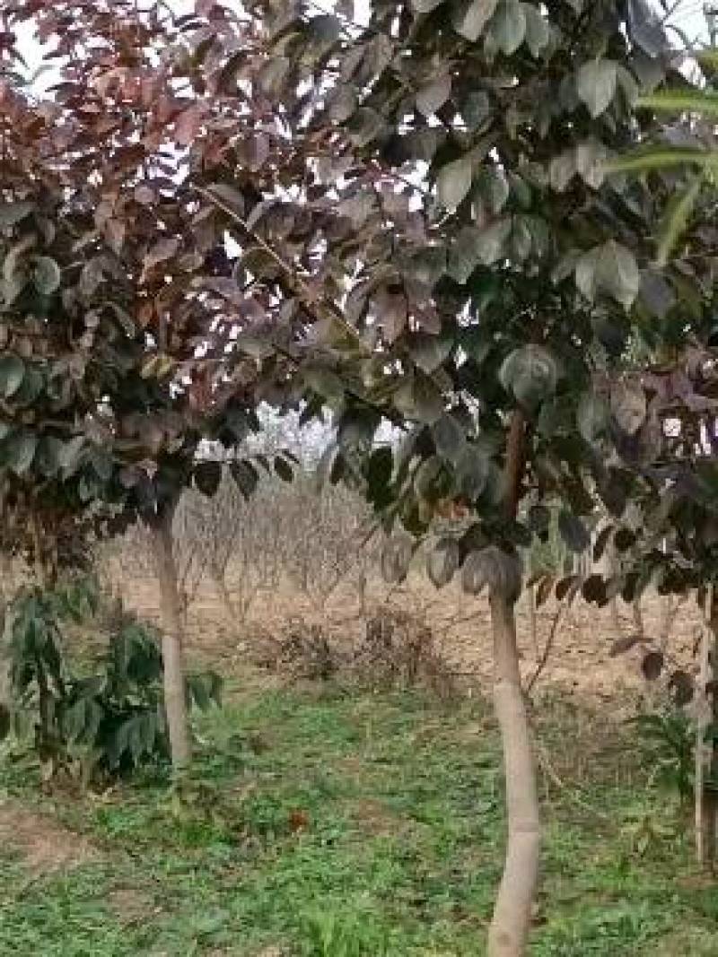 正宗富平县柿子树苗，吊柿饼专用富平柿饼树苗