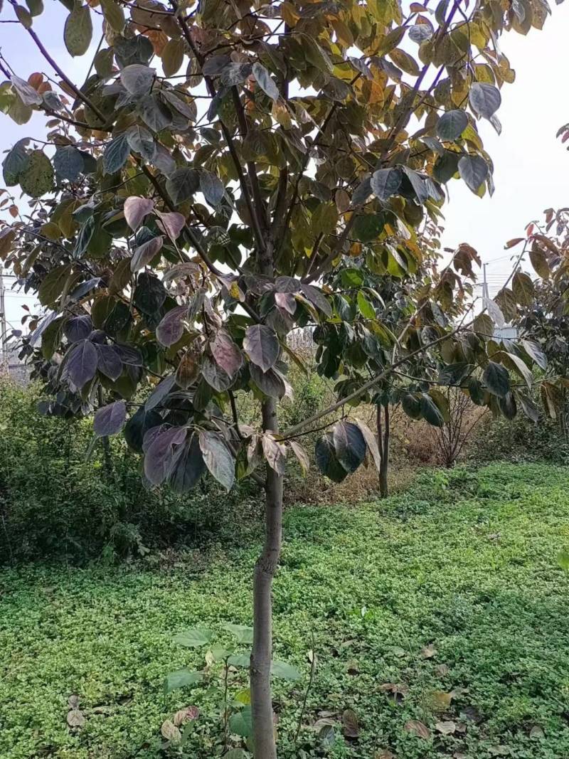 正宗富平县柿子树苗，吊柿饼专用富平柿饼树苗