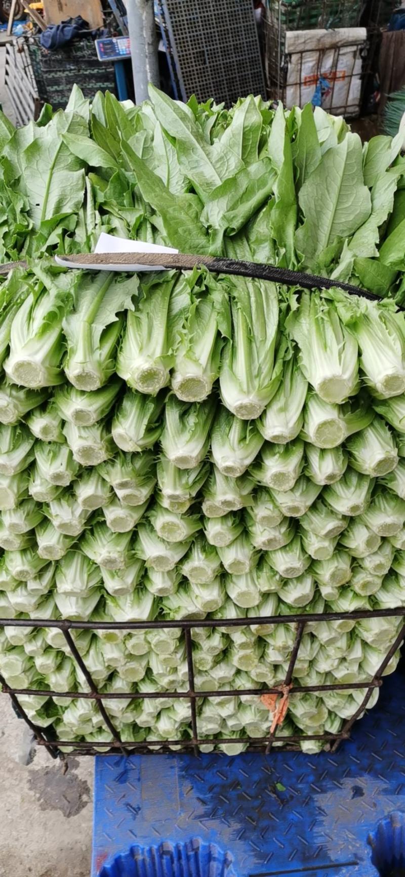 生菜；油麦；香菜；蒜苗等大量上市