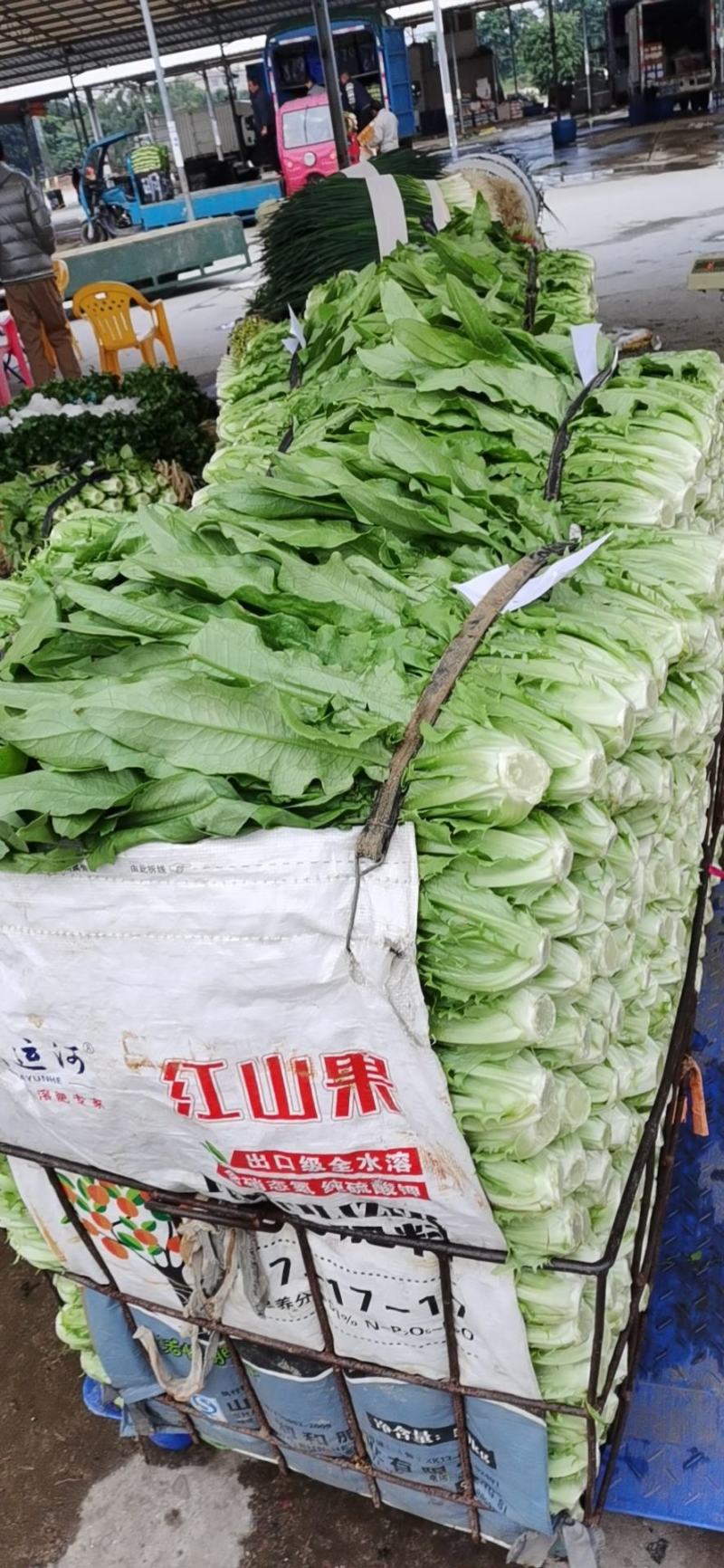 生菜；油麦；香菜；蒜苗等大量上市