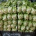 生菜；油麦；香菜；蒜苗等大量上市