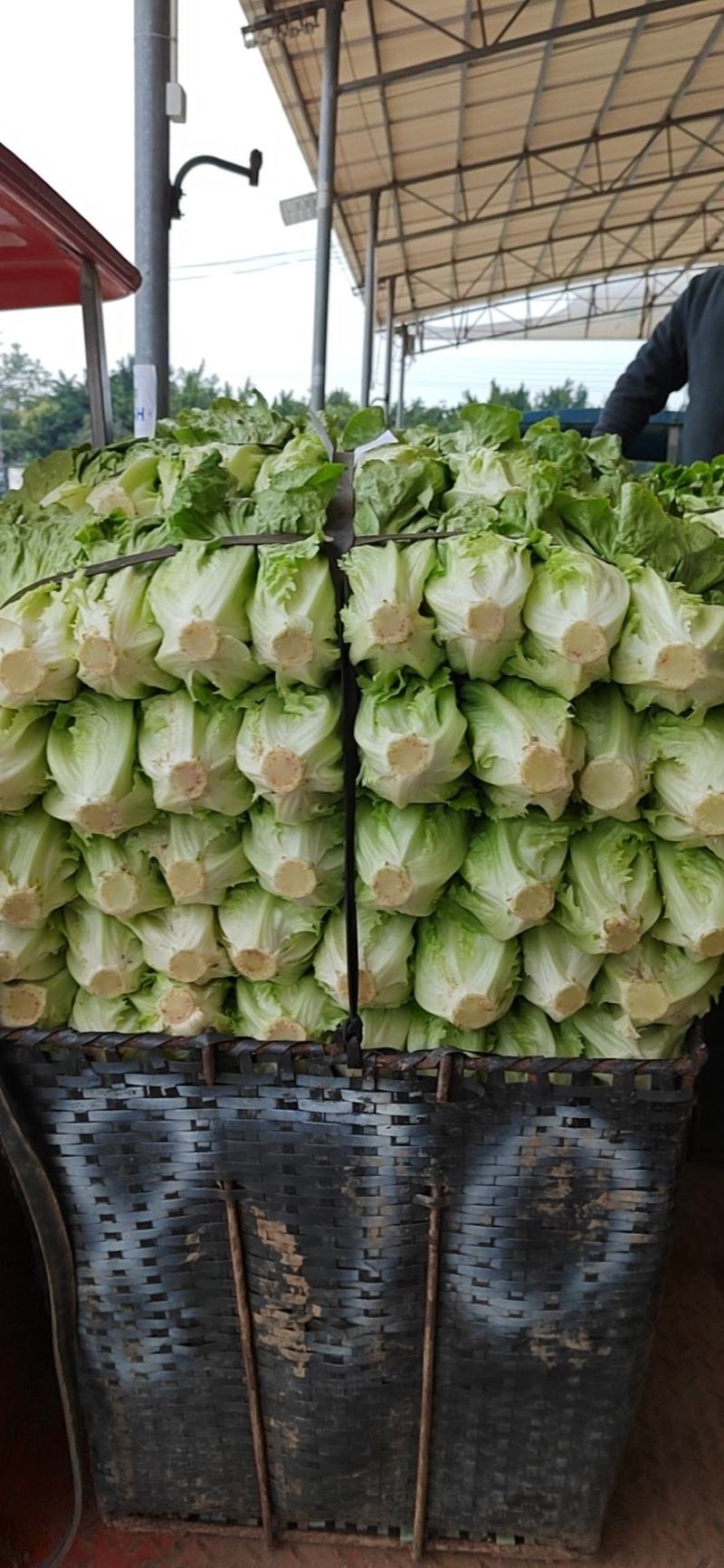 生菜；油麦；香菜；蒜苗等大量上市