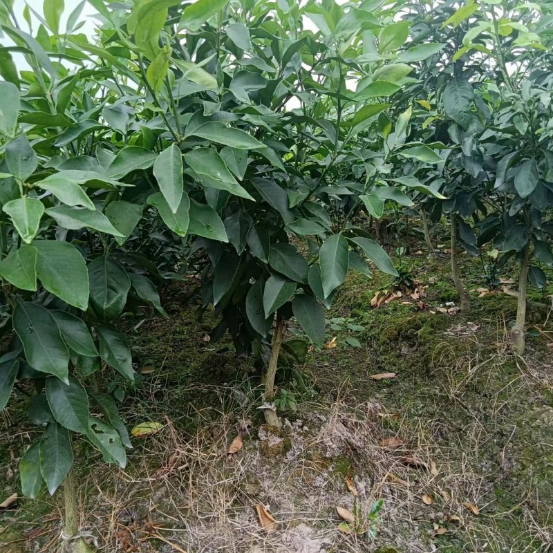 爱媛38号苗，成熟时间早，糖度高，好管理，易薄皮。