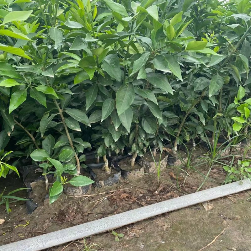 爱媛38号苗，成熟时间早，糖度高，好管理，易薄皮。