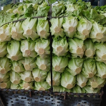 生菜；油麦；香菜；蒜苗等大量上市