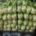 生菜；油麦；香菜；蒜苗等大量上市