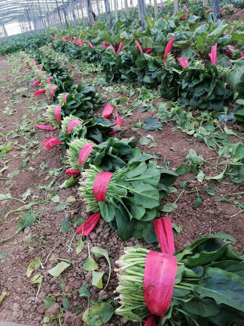 圆叶趴地菠菜,矮颗趴地菠菜，加工厂菠菜、脱水厂菠菜大量供