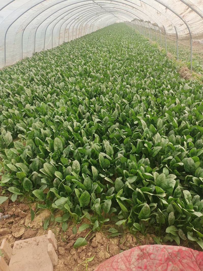 圆叶趴地菠菜,矮颗趴地菠菜，加工厂菠菜、脱水厂菠菜大量供
