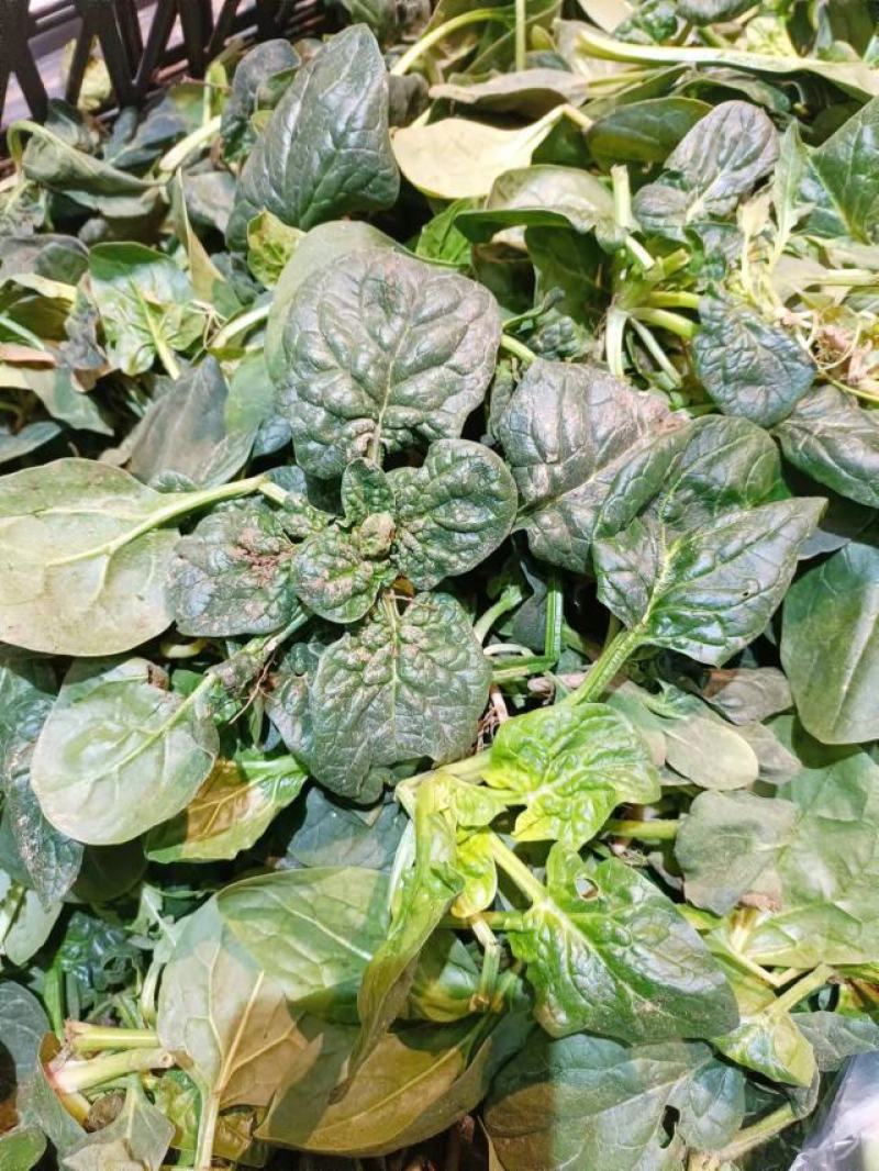 圆叶趴地菠菜,矮颗趴地菠菜，加工厂菠菜、脱水厂菠菜大量供