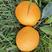，长叶香橙苗，糖度高，，可以留树8个月，假一倍十全国包邮
