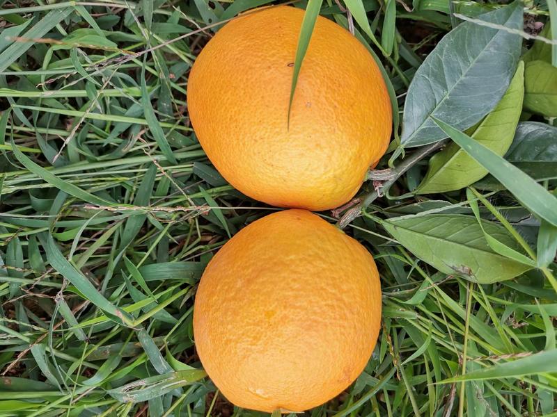 ，长叶香橙苗，糖度高，，可以留树8个月，假一倍十全国包邮