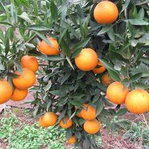 ，长叶香橙苗，糖度高，，可以留树8个月，假一倍十全国