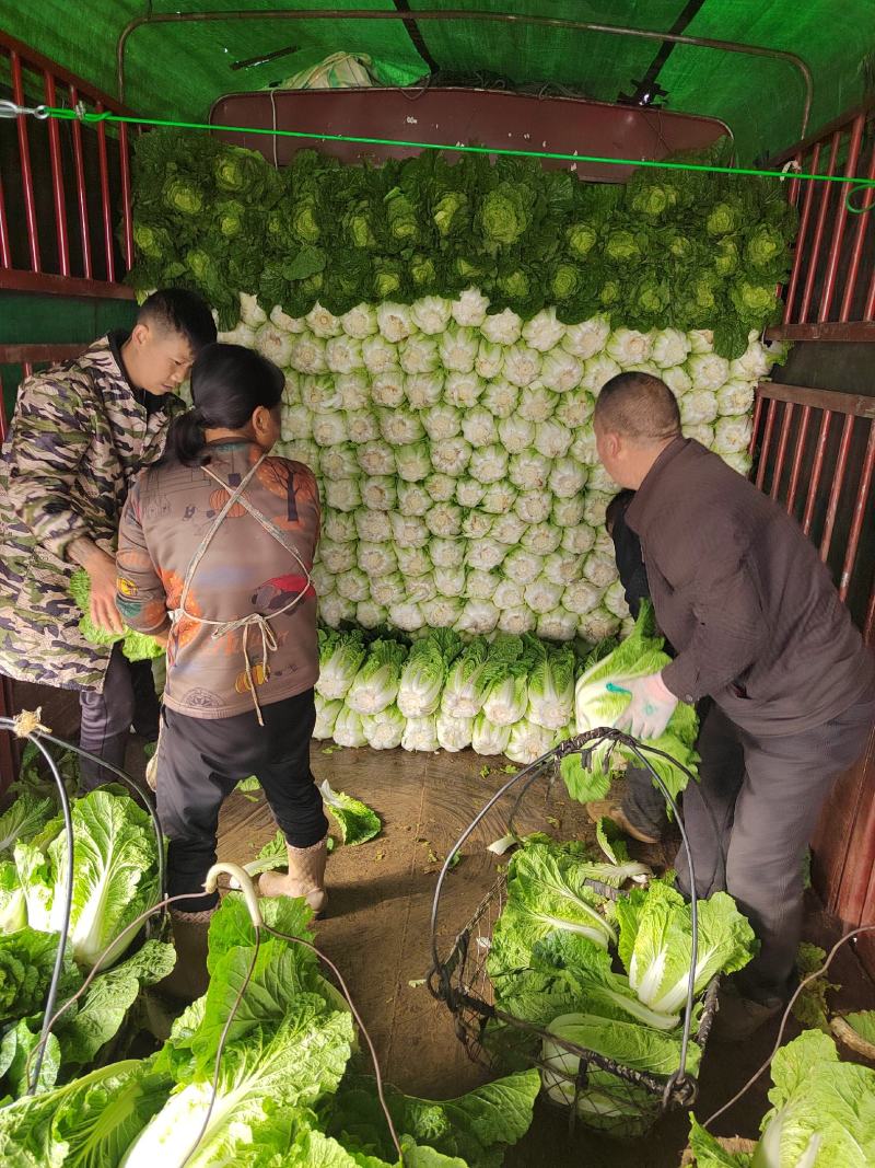 精品大白菜，无烂心无开花无抽苔，产地直销，可发全国