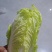 娃娃菜，创造值合作共贏。大娃娃菜小娃娃菜一个月上市，包装