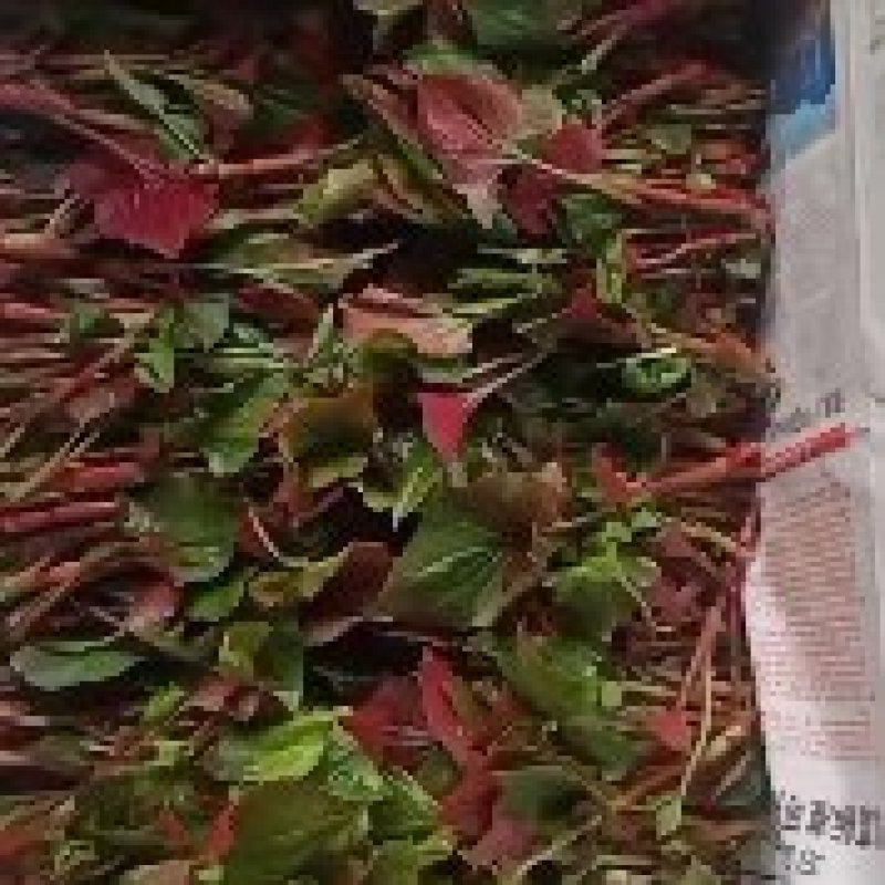 鱼腥草叶子