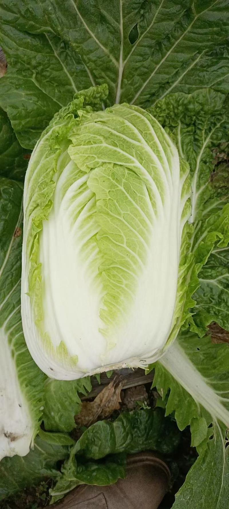 精品黄心白菜大量现货供应可视频看货发全国