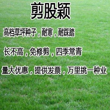 剪股颖草籽草坪种子狗牙根耐践踏耐旱耐热庭院别墅包衣净籽马