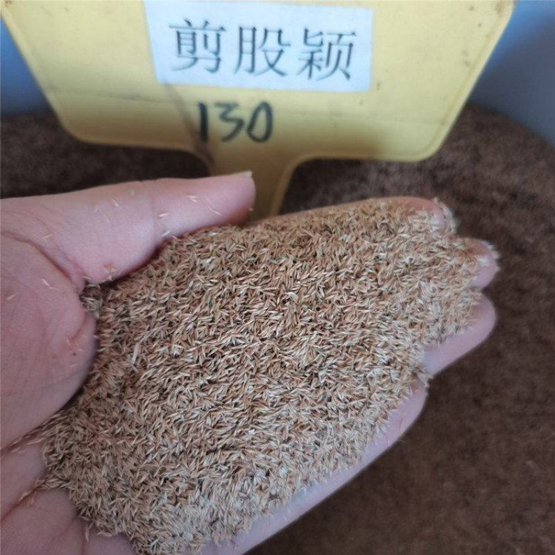剪股颖草籽草坪种子狗牙根耐践踏耐旱耐热庭院别墅包衣净籽马