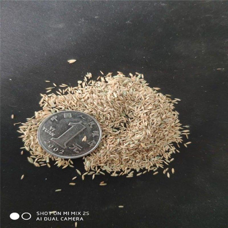 剪股颖草籽草坪种子狗牙根耐践踏耐旱耐热庭院别墅包衣净籽马