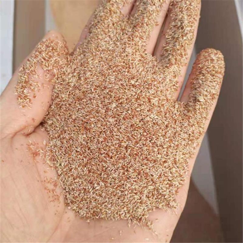 剪股颖草籽草坪种子狗牙根耐践踏耐旱耐热庭院别墅包衣净籽马