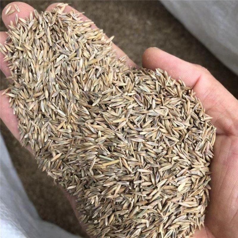 剪股颖草籽草坪种子狗牙根耐践踏耐旱耐热庭院别墅包衣净籽马