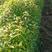 木姜子苗毛叶木姜子，又名山胡椒，30——80公分高，