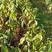 木姜子苗毛叶木姜子，又名山胡椒，30——80公分高，