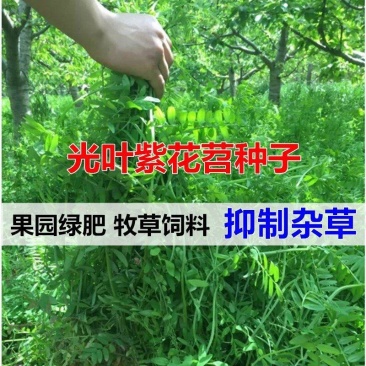 毛苕种子长柔毛野豌豆种子箭舌豌豆种子光叶毛叶兰花苕子毛苕