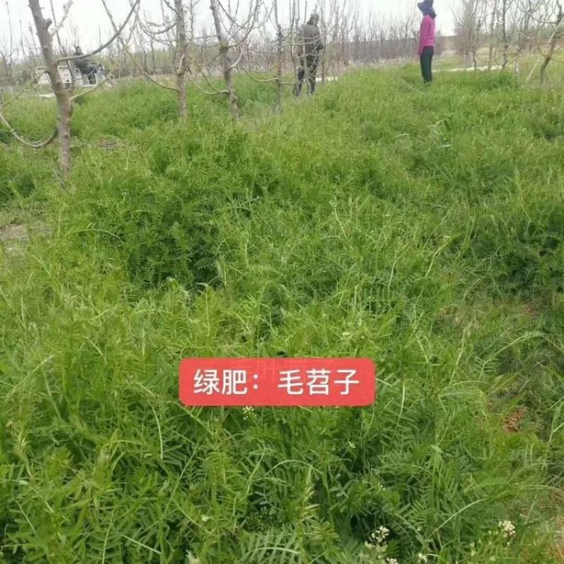 毛苕种子长柔毛野豌豆种子箭舌豌豆种子光叶毛叶兰花苕子毛苕