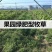 毛苕种子长柔毛野豌豆种子箭舌豌豆种子光叶毛叶兰花苕子毛苕